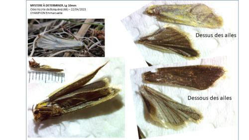 Réf. 322 267 : Phtheochroa frigidana